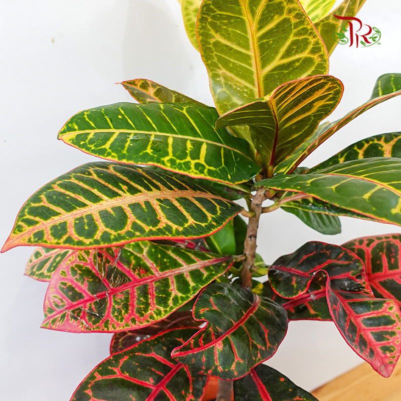 Codiaeum Croton - Pudu Ria Florist Southern