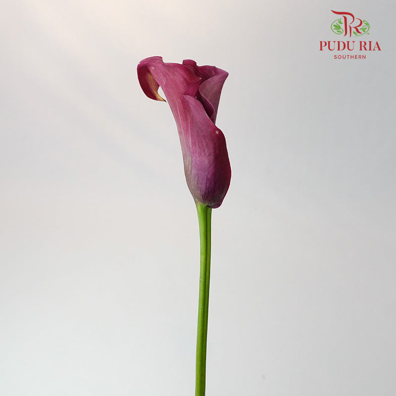 Calla Lily Purple- 5 Stems - Pudu Ria Florist Southern