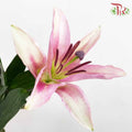 Lily Pink (5 Stems) - Pudu Ria Florist Southern