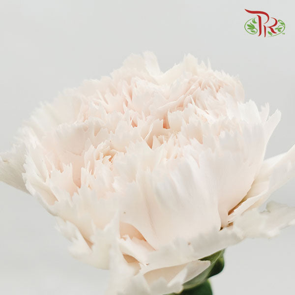 Carnation Brut (8-10 Stems) - Pudu Ria Florist Southern