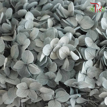 Preservative Hydrangea - Grey / Per Stem - Pudu Ria Florist Southern