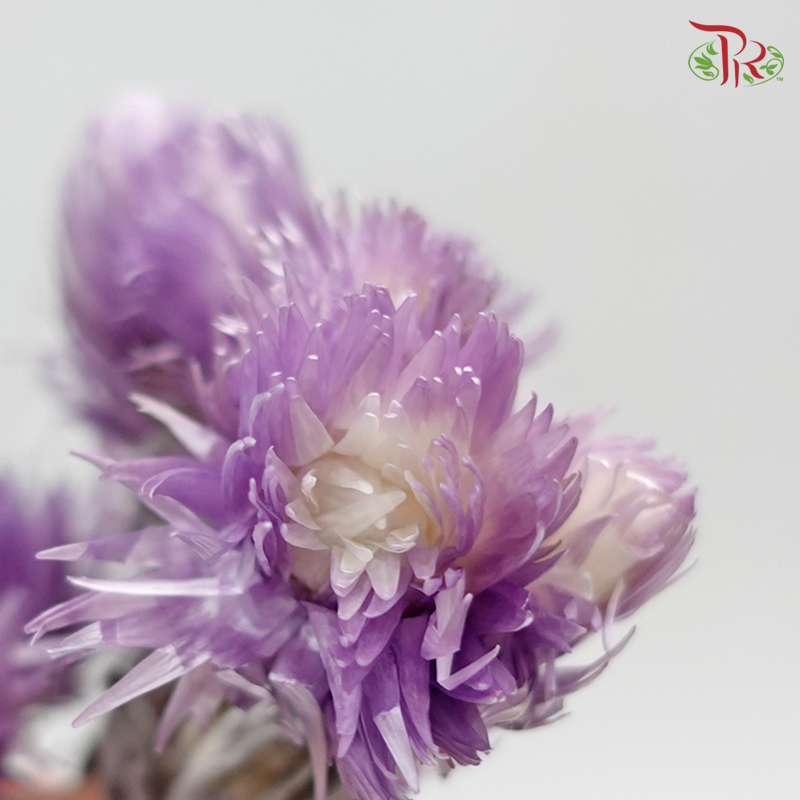 Preservative Silver Daisy - Purple - Pudu Ria Florist Southern