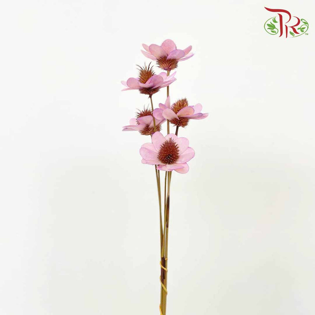 Dry Stella Luna - Purple - Pudu Ria Florist Southern