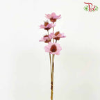 Dry Stella Luna - Purple - Pudu Ria Florist Southern
