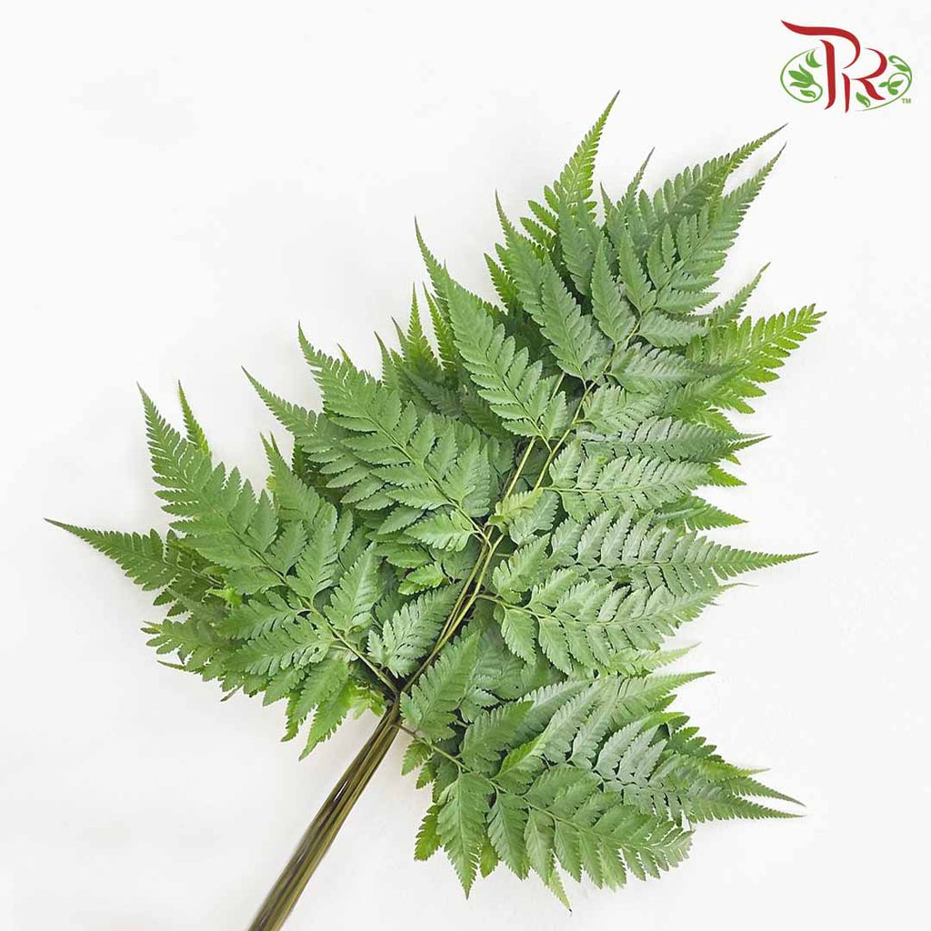 Paku Leaf (Per Bunch) - Pudu Ria Florist Southern