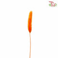 Dry Lagurus (Bunny Tails) - Orange - Pudu Ria Florist Southern