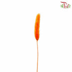 Dry Lagurus (Bunny Tails) - Orange - Pudu Ria Florist Southern