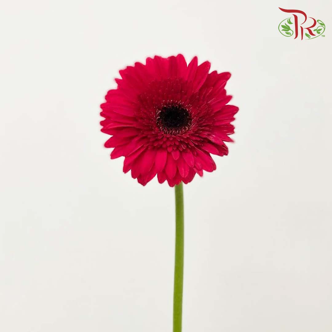 Gerbera Cherry Pink (8-10 Stems) - Pudu Ria Florist Southern