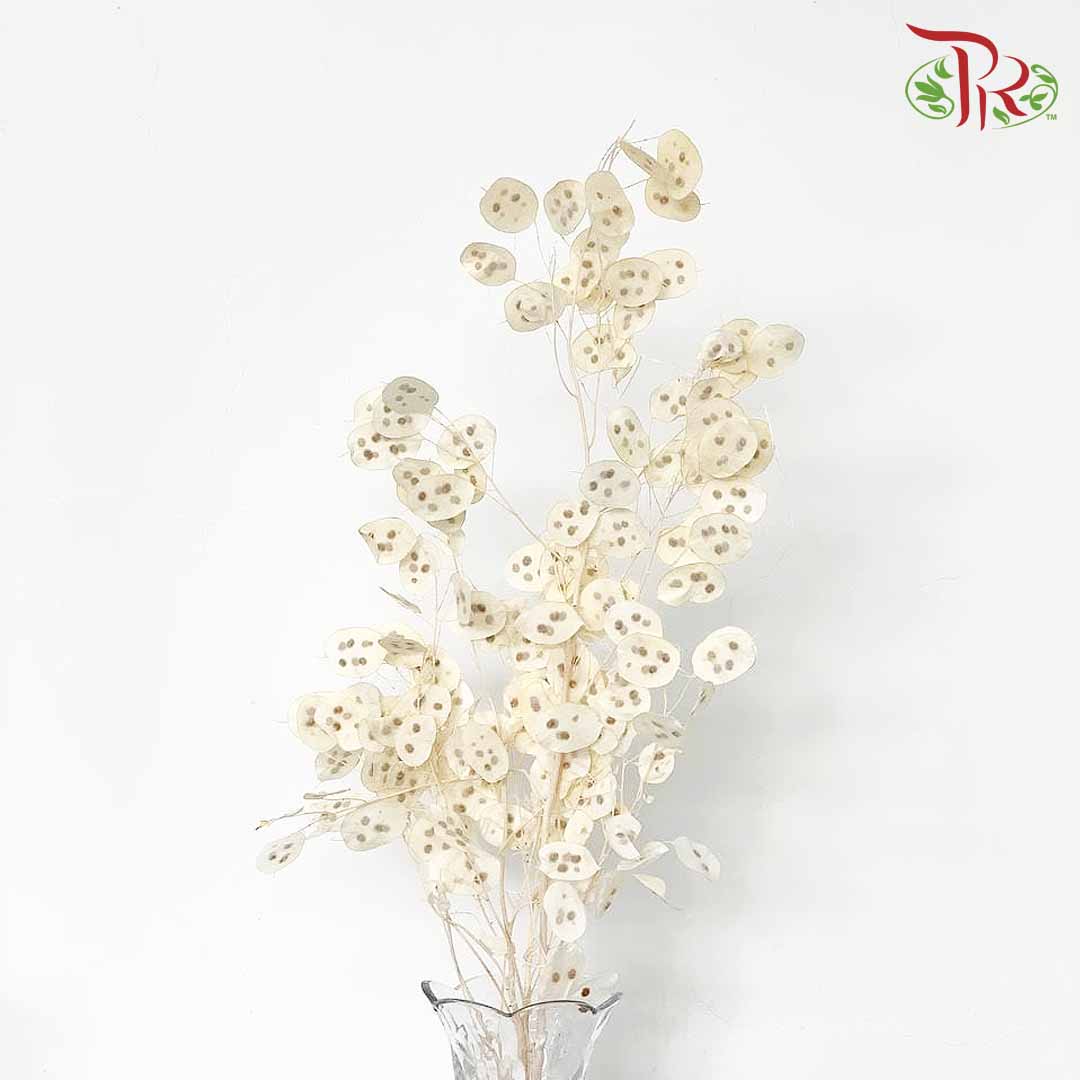 Dry Lunaria Natural / Per Bundle - Pudu Ria Florist Southern