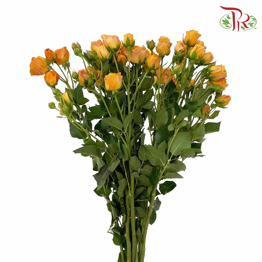 Rose Spray Orange (8-10 Stems) - Pudu Ria Florist Southern