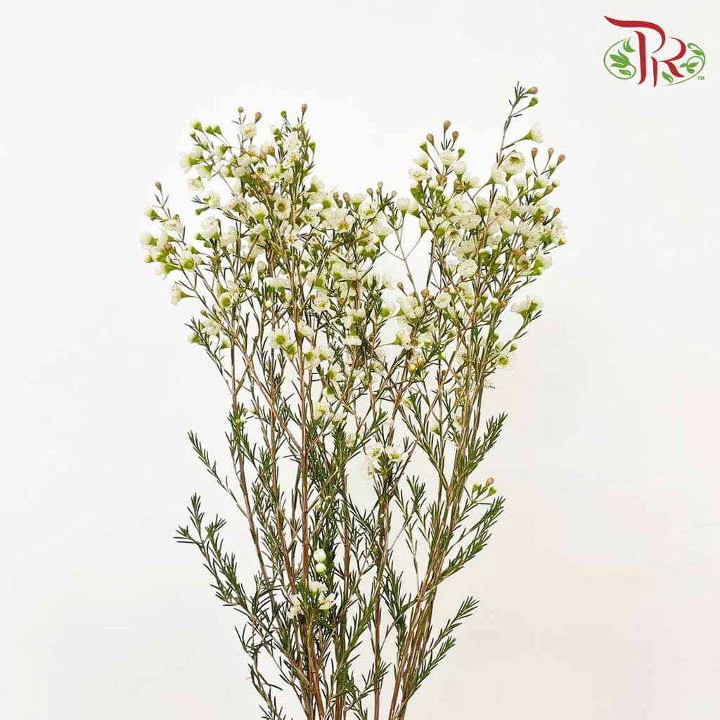 Wax Flower White - Pudu Ria Florist Southern