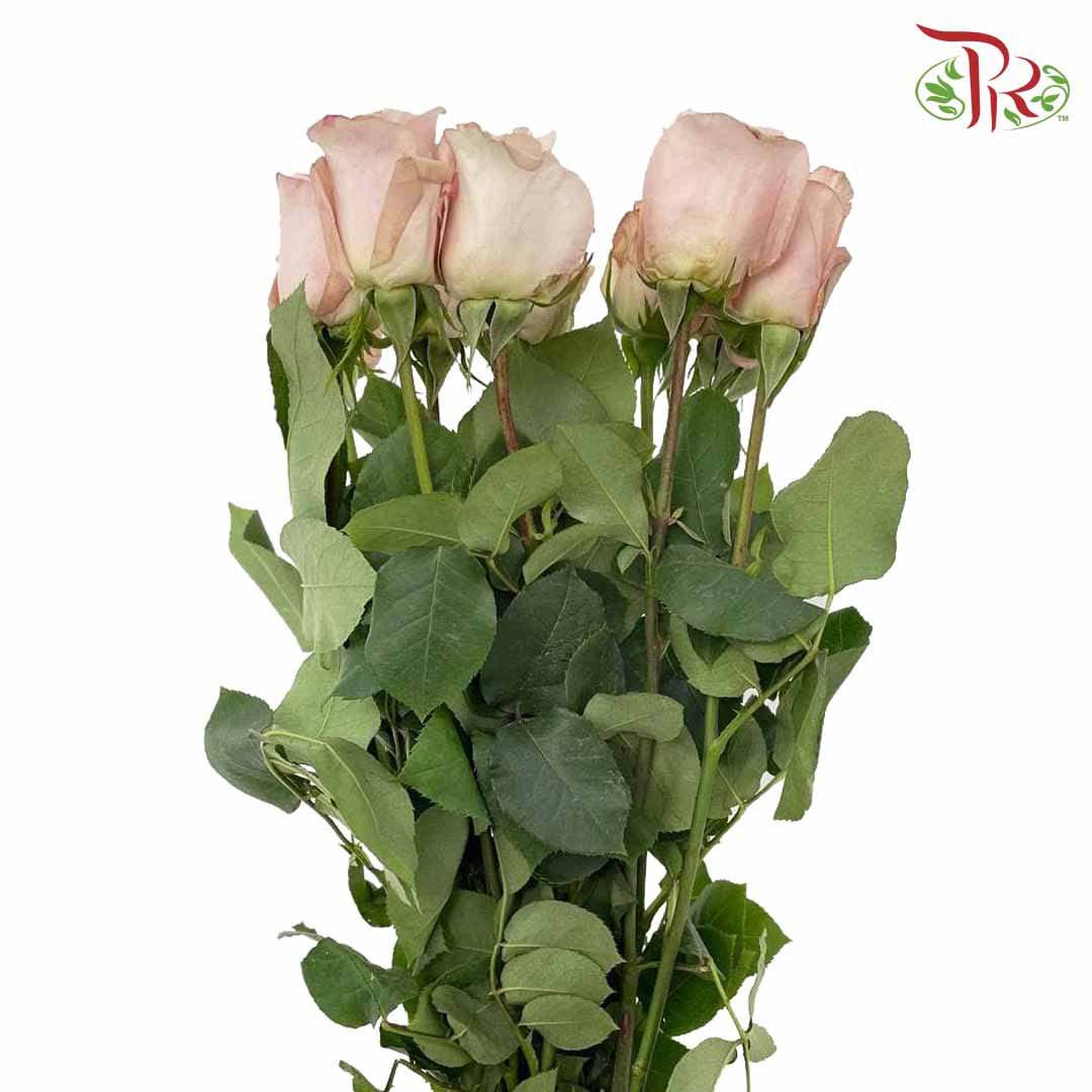 Rose Mondial Quicksand (8-10 Stems) - Pudu Ria Florist Southern