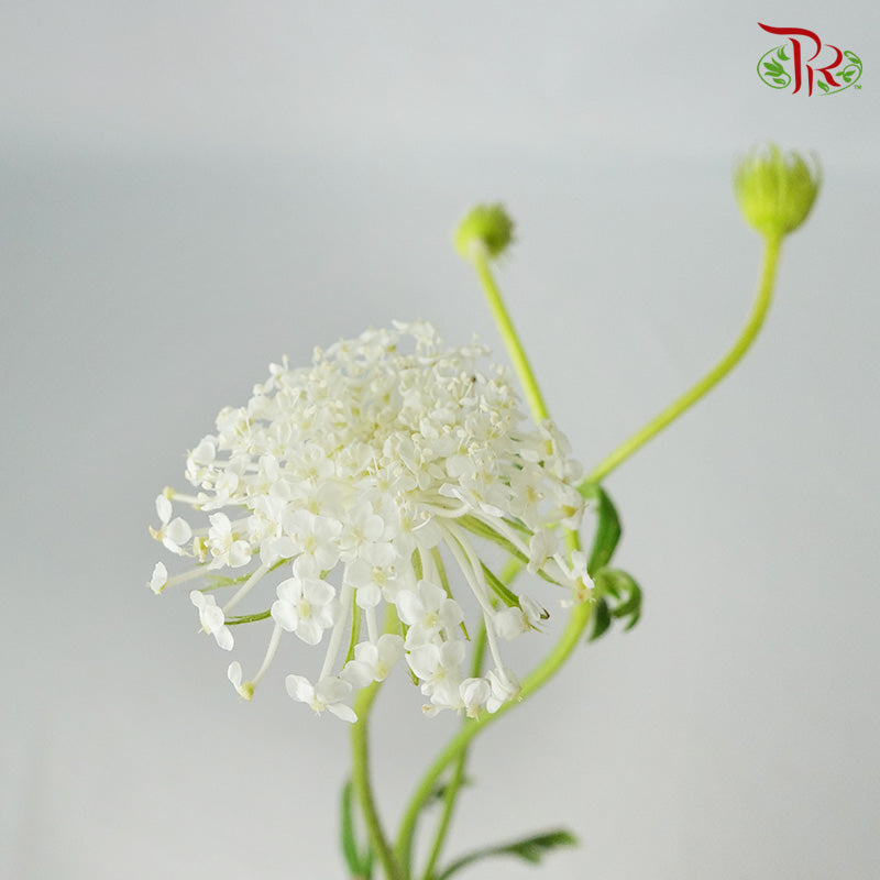 Trachymene Coerulea White - Pudu Ria Florist Southern