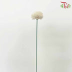 Dry Aeschynomene Aspera - White - Pudu Ria Florist Southern