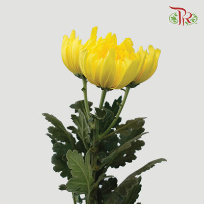 3 Head Net Mum Chrysanthemum Yellow (10-12 Stems) - Pudu Ria Florist Southern
