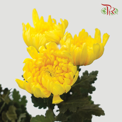 3 Head Net Mum Chrysanthemum Yellow (10-12 Stems) - Pudu Ria Florist Southern