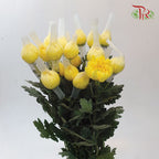 3 Head Net Mum Chrysanthemum Yellow (10-12 Stems) - Pudu Ria Florist Southern