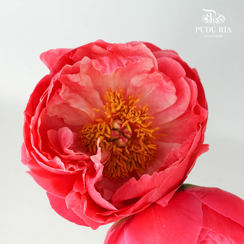 Peony Dark Pink (2 stems) - Pudu Ria Florist Southern