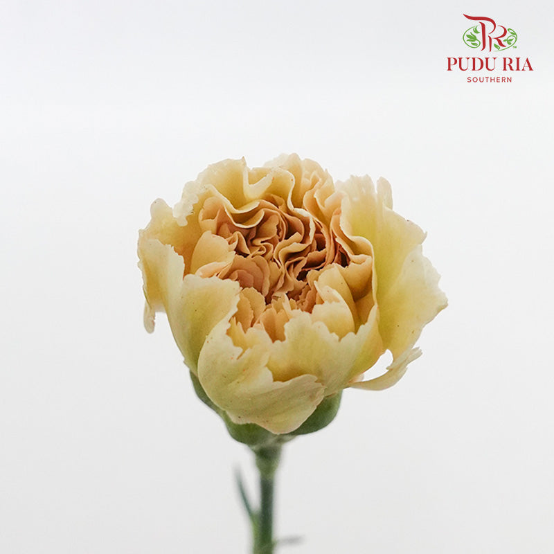 Carnation St Cappuccino 18-20 Stems - Pudu Ria Florist Southern