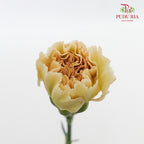 Carnation St Cappuccino 18-20 Stems - Pudu Ria Florist Southern