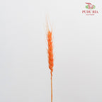 Dry Wheatgrass - Orange - Pudu Ria Florist Southern