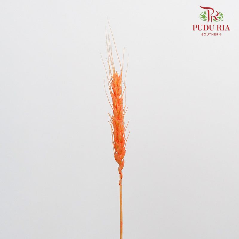 Dry Wheatgrass - Orange - Pudu Ria Florist Southern