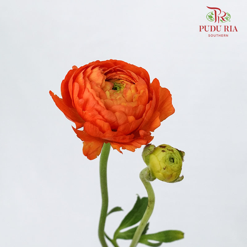 Ranunculus Orange (5 Stems) - Pudu Ria Florist Southern