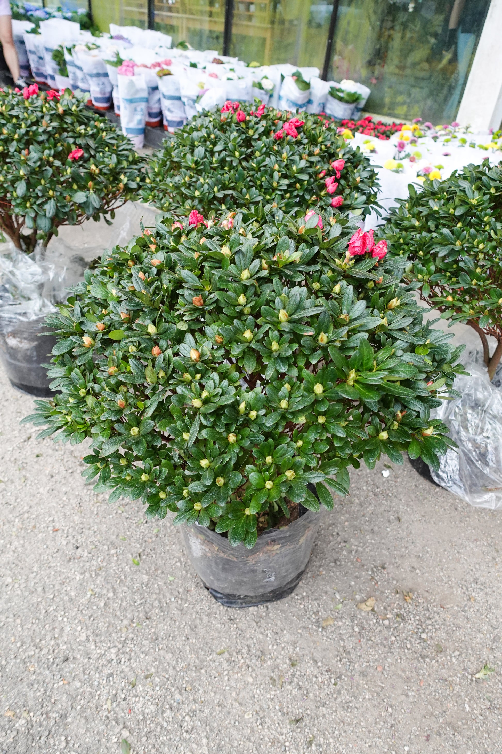 Azalea Round Small 杜鹃花(中盆) - Pudu Ria Florist Southern