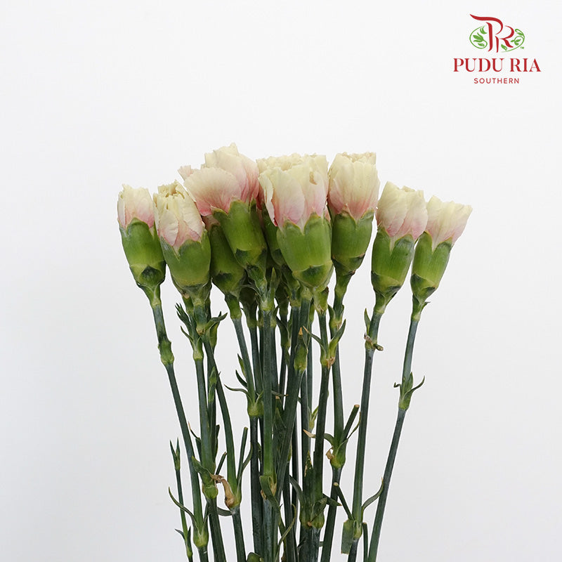 Carnation St Springtime 18-20 Stems - Pudu Ria Florist Southern