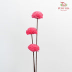 Dry Sola Wood Flower - Pink - Pudu Ria Florist Southern