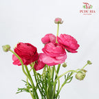 Ranunculus Hot Pink (5 Stems) - Pudu Ria Florist Southern