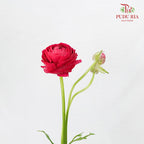 Ranunculus Hot Pink (5 Stems) - Pudu Ria Florist Southern