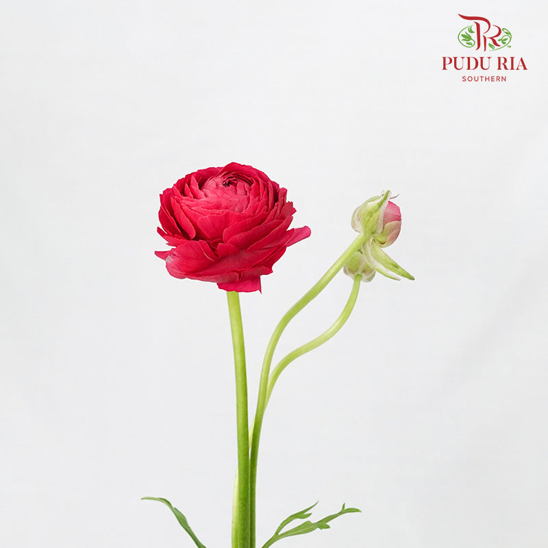 Ranunculus Hot Pink (5 Stems) - Pudu Ria Florist Southern