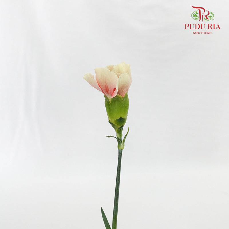 Carnation St Springtime 18-20 Stems - Pudu Ria Florist Southern