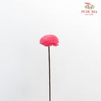 Dry Sola Wood Flower - Pink - Pudu Ria Florist Southern