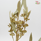 Preservative Eucalyptus Sideroxylo - Pudu Ria Florist Southern