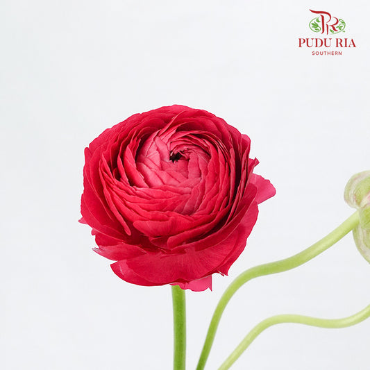 Ranunculus Hot Pink (5 Stems) - Pudu Ria Florist Southern