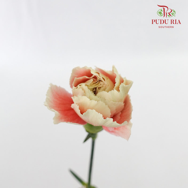 Carnation St Springtime 18-20 Stems - Pudu Ria Florist Southern