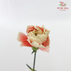 Carnation St Springtime 18-20 Stems - Pudu Ria Florist Southern