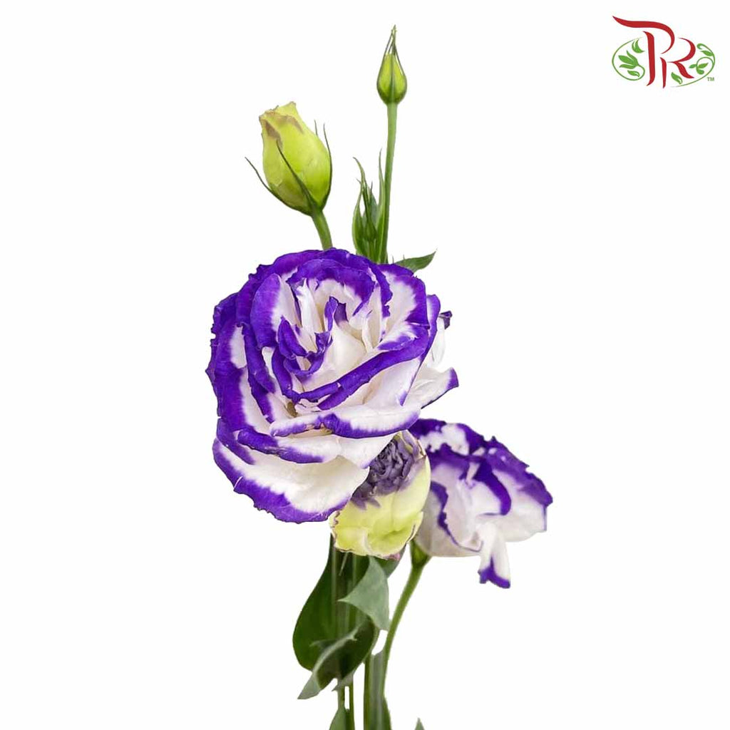 Eustoma Purple/White (12-15 Stems) - Pudu Ria Florist Southern