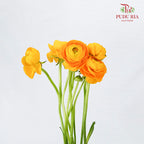 Ranunculus Yellow (5 Stems) - Pudu Ria Florist Southern