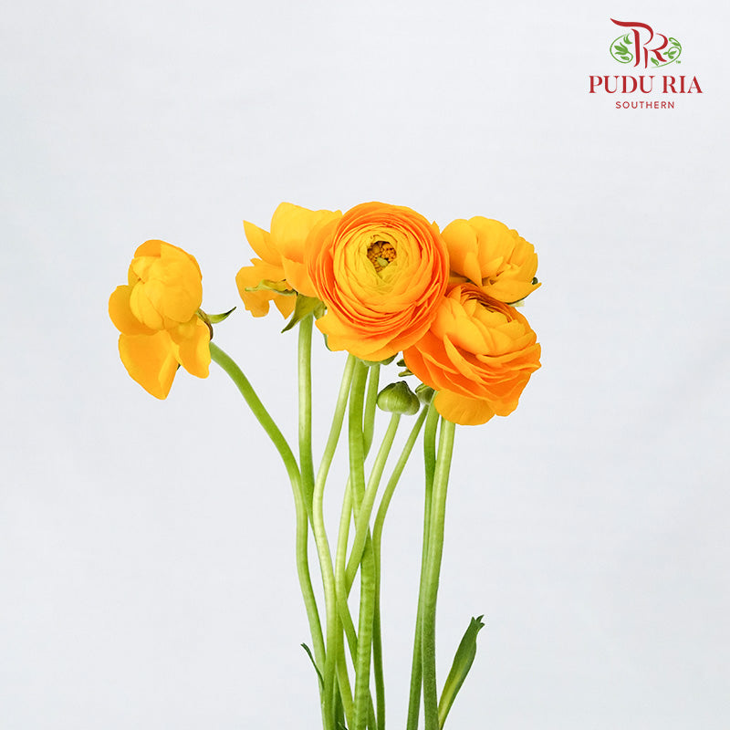 Ranunculus Yellow (5 Stems) - Pudu Ria Florist Southern