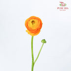 Ranunculus Yellow (5 Stems) - Pudu Ria Florist Southern