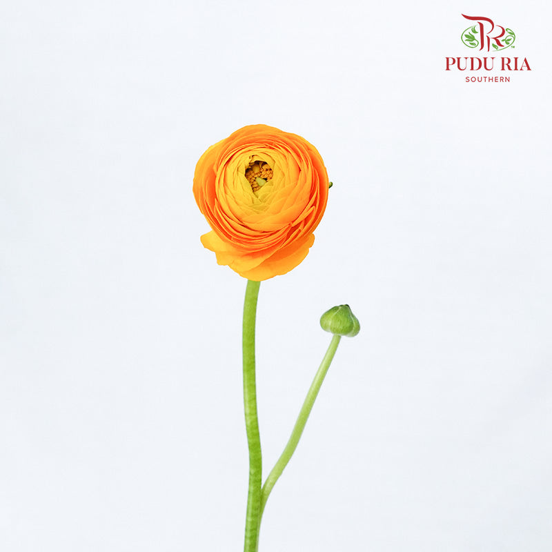 Ranunculus Yellow (5 Stems) - Pudu Ria Florist Southern