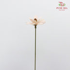 Dry Happy Flower - Soft Pink - Pudu Ria Florist Southern
