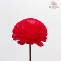 Dry Sola Wood Flower - Red - Pudu Ria Florist Southern
