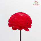 Dry Sola Wood Flower - Red - Pudu Ria Florist Southern
