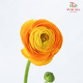 Ranunculus Yellow (5 Stems) - Pudu Ria Florist Southern