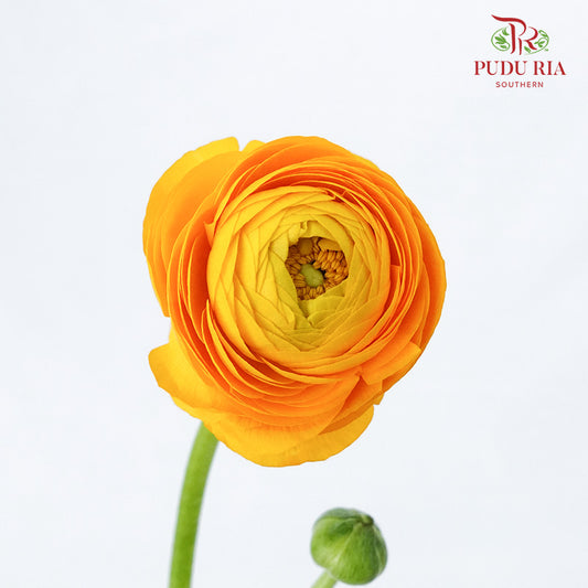 Ranunculus Yellow (5 Stems) - Pudu Ria Florist Southern