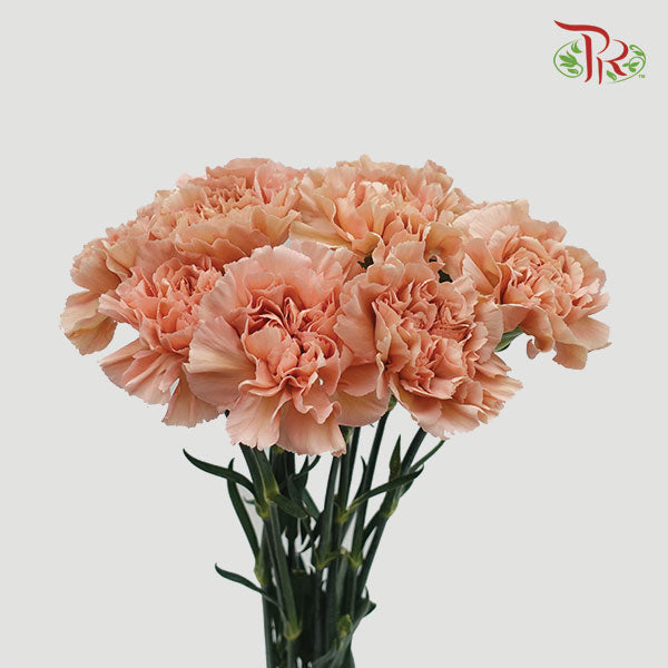 Carnation Lege Marrone (8-10 Stems) - Pudu Ria Florist Southern